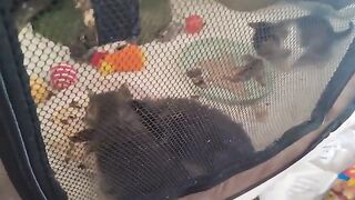 The kittens enjoy adding fish to their distinctive zombie aroma.
