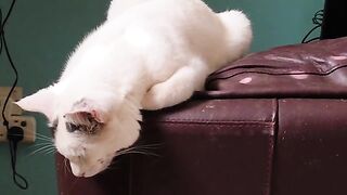 Rescue Cat, Mr Marengo a cute monster