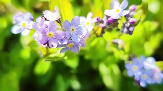 Beautiful nature 238