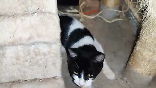 Rescue kitten Bean has an Issue.