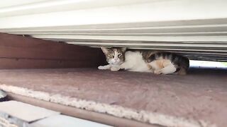 Rescue Cat Stefan helps me out 2