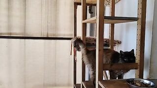 The Stray Cat Baron question