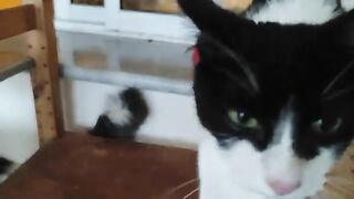 Rescue cats, young and old, playing.