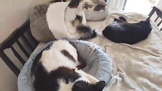 Lyra and Mimi have a home  is missing.