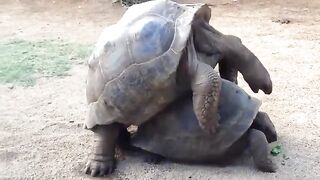 Big Tortoises
