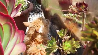 Rescue Cat Harry drinks so much because of his Chronic Kidney Disease