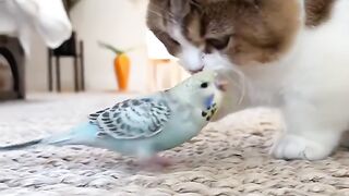 catty
