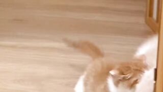 catty2