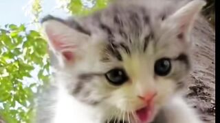 the best cat