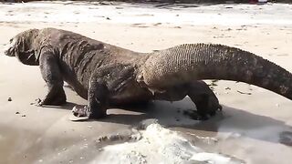 Dangerous Komodo