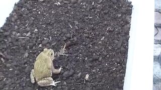 Intelligent Frog