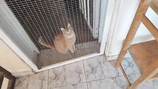 Todays News from Catnip Hall Millie, Harry, Felix, Rio, Sparkle and Oscar the Dog