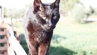 Some of todays Cat  1st April 2025