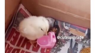Little chick privacy