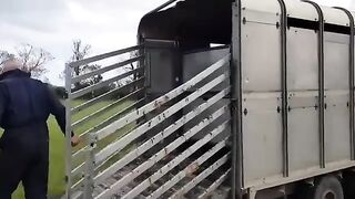 Beautiful Red Cows 2