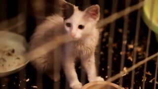 Rescue Kitten Josie spends a night in the cooler