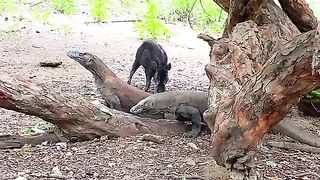 Smart Komodo Dragon