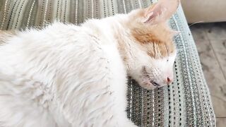 Rescue Cat Sparky Sparkle  waking up