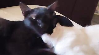 Rescue Cats Resting