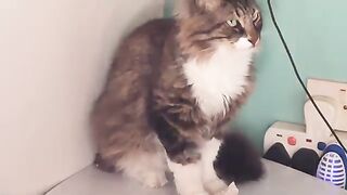 Polite Fine Dining with Rescue Cat Luka