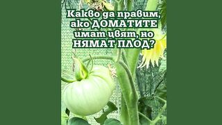 АКО ДОМАТИТЕ ИМАТ ЦВЯТ ,НО НЯМАТ ПЛОД