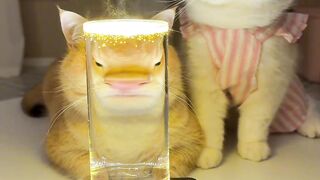 Kucing yang ingin ikut masuk trend