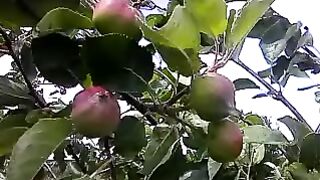 The Secret Life of Apples Ripening Revealed [Must-See]