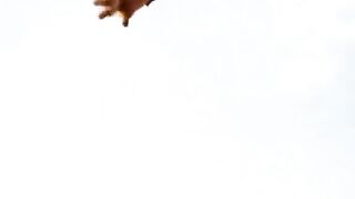Ai cat vs eagle vs dog vs kangguru