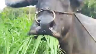 Why Buffalo Suddenly pause While Eating