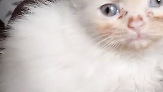 cute cat 55