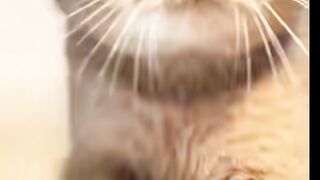 The best video today