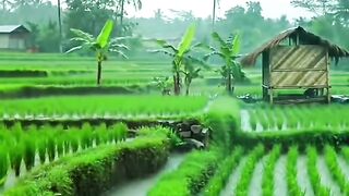 The vibe of the rice fields during rain