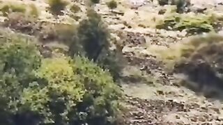انا مالوم قلبي