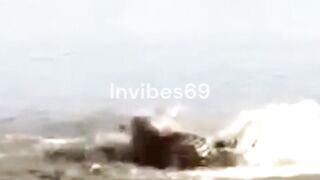 Rare Animal Clips MUST See!