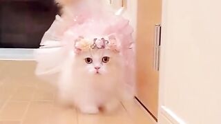 Cutie 9
