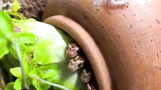 Dangerous! Baby snakes chilling in a plant pot