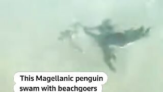 Rare Magellanic Penguin Sighted on Rio de Janeiro Beach