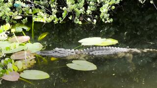 Trump Tours Controversial 'Alligator Alcatraz' Migrant Detention Center