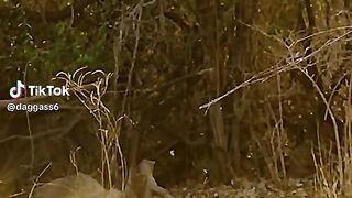 watching full video 49