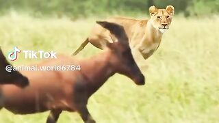 full video watching 95
