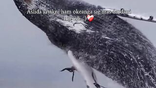 Obuna boʻling 6