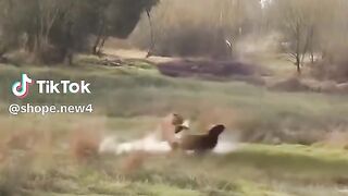 full video 348