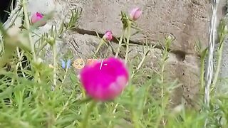 نبی پاک نے فرمایا