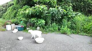 I brought some treats to the wary cats in the white cat area.