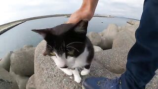 A cat stretching out to be stroked