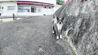 It spins and meows!? This cat turns into a pigeon when you stroke its back - so cute