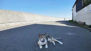 A calico cat takes over the road!? The result of negotiating with Churu.