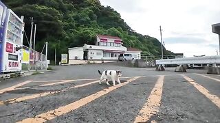 I met a talkative cat at the fishing port in the evening