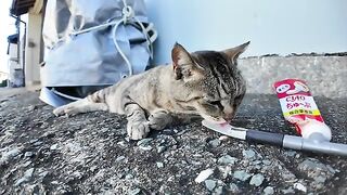 A cat getting treats in an alley gets confronted by a Yakuza cat