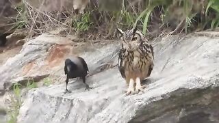 Crow Vs Owl